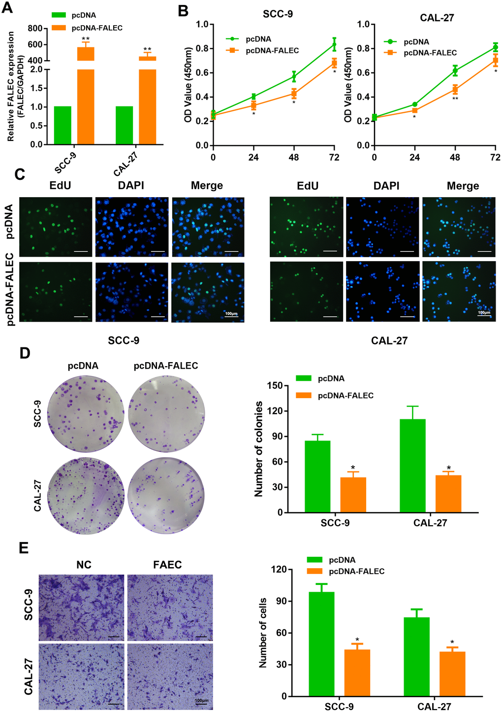 FALEC overexpression inhibits the proliferation and migration of TSCC cells. (A) RT-qPCR analysis of FALEC was determined in FALEC-overexpression and control TSCC cell lines. (B) CCK-8 assays were used to determine the viability of FALEC-overexpressed TSCC cell lines. (C) EdU assays was performed to the proliferation of cell lines when FALEC was overexpressed. (D) Colony formation assays were used to determine the colony-forming ability of FALEC-overexpressed cells. Representative images (left) and average number of colonies (right) are shown. (E) Transwell assays showed that FALEC overexpression suppressed TSCC cell migration. Representative images (left) and average number of cells (right) are shown. Data are shown as means ± SD. *p p 