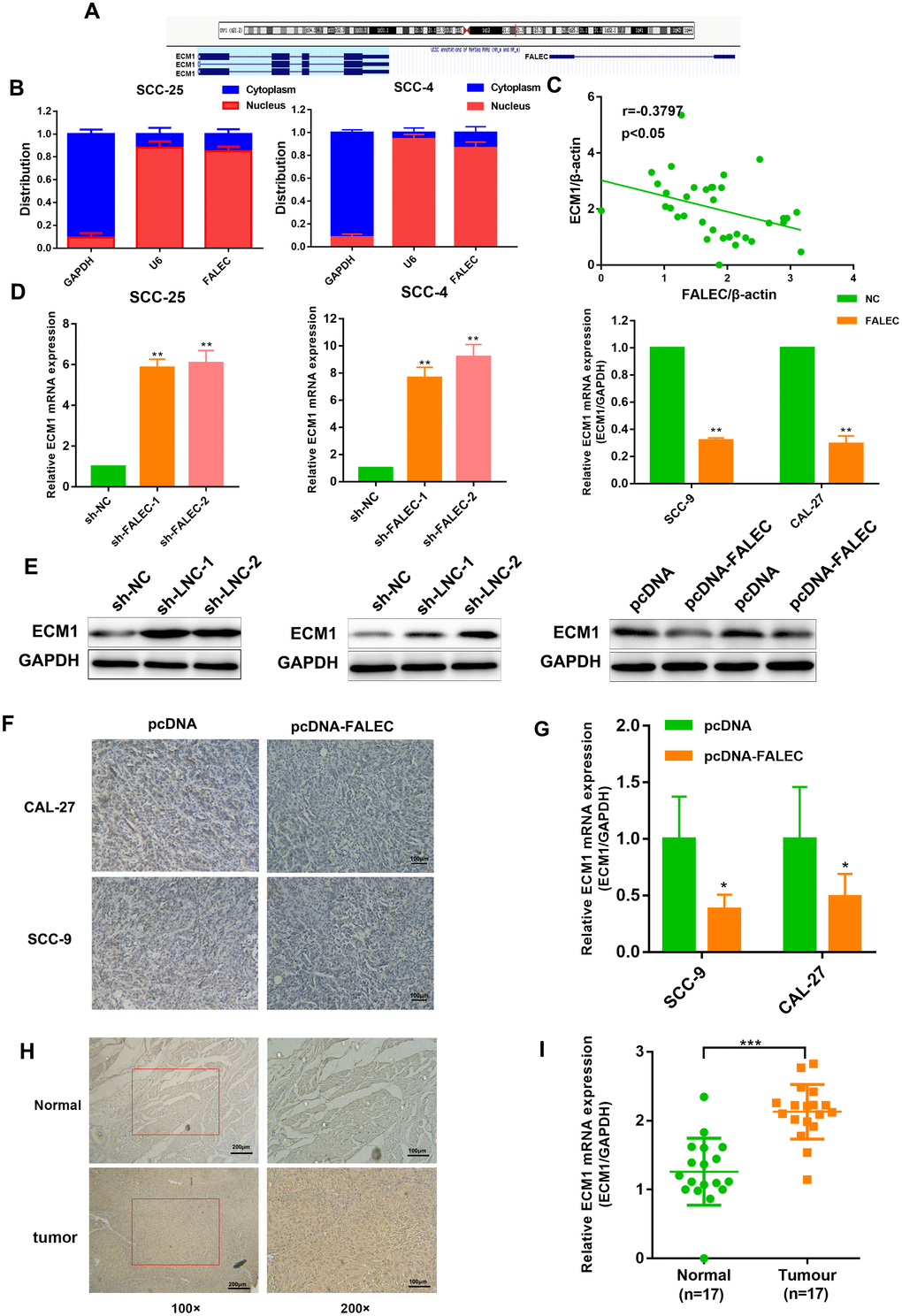 ECM1 is highly expressed in TSCC and negatively controlled by FALEC. (A) Human FALEC locus was shown using UCSC Genome Browser. There is a divergent mRNA in near from FALEC locus (B) RT-qPCR analysis of FALEC in the subcellular fractions of SCC-25 and SCC-4 cells. U6 and GAPDH acted as nuclear and cytoplasmic markers, respectively (n=3). (C) Correlation of FALEC expression and ECM1 expression in primary TSCC samples and normal samples. (D) RT-qPCR analysis of ECM1 in FALEC overexpressing or knockdown TSCC cell lines. (E) Western blotting of ECM1 in FALEC overexpressing or knockdown TSCC cell lines. (F) Representative immunostaining of ECM1 in FALEC overexpressing and control xenografted tumors. (G) RT-qPCR analysis of ECM1 in FALEC overexpressing and control xenografted tumors. (H) Representative immunostaining of ECM1 in TSCC tissues and adjacent normal tissues. (I) RT-qPCR analysis of ECM1 in TSCC tissues and adjacent normal tissues. Data are shown as means ± SD. *p p p 