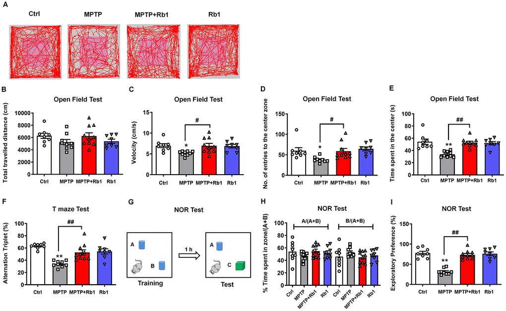 Rb1 attenuates memory impairments in the MPTP mouse model of PD. (A) Representative path tracings in the open field test. (B–E) Total travelled distance, movement speed, number of entries to the center, and the time spent in the center of the open-field after Rb1 administration in MPTP-treated mice. (F) T-maze results after Rb1 administration in MPTP-treated mice are presented as alternation triplets (consecutive triplets of different arm-choices). (G) Design of the novel-object recognition (NOR) task. In the training phase, the mouse is exposed to two objects “A” and “B”. In the testing phase 1 h later, the mouse is exposed to the same object “A” and a novel object “C”. (H) Percent time spent with object A or B in the training phase of the NOR test. (I) Results from the testing phase of the NOR test show percent time spent with the novel object (exploratory preference). n = 8 in control group, n = 9 in MPTP group, n = 10 in MPTP+Rb1 group and n = 8 in Rb1 group. Results are expressed as the mean ± SEM. **P *P ##P #P post-hoc test for pairwise comparisons.