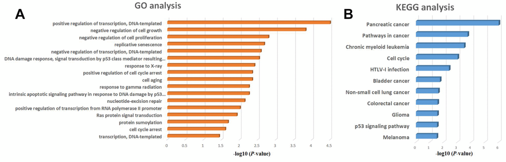 GO and KEGG enrichment analysis of regulatory microRNAs potentially targeted by KLF5. (A) GO analysis of KLF5-targeted microRNAs of KLF5. (B) KEGG analysis of KLF5-targeted microRNAs.