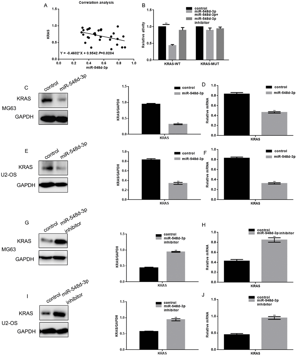 MiR-548d-3p inhibits KRAS in osteosarcoma cells. (A) Correlation analysis between miR-548d-3p and KRAS expression. The correlation formula was y=-0.4602x+0.9542. (B) A luciferase reporter gene assay confirmed that miR-548d-3p could bind to KRAS. The results represent the mean±SD of three independent experiments. **P C–J) The protein and mRNA levels of KRAS were measured in MG63 and U2-OS cells by Western blotting and real-time PCR, respectively. The results represent the mean±SD of three independent experiments. **P 