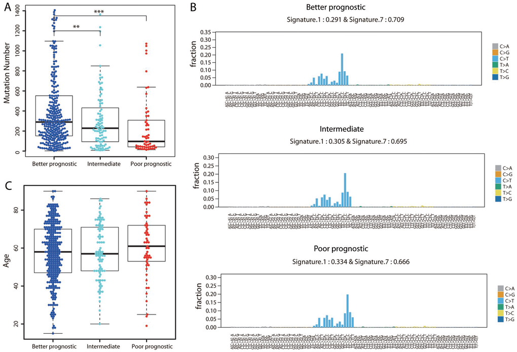 Assessment of mutational differences among the three groups. (A) The total number of nonsynonymous mutations is shown for each group. The P value was calculated by a two-sided Student’s t test. **P P B) The 96-trinucleotide mutational spectra of mutations in the better (top panel), intermediate (middle panel) and poorer (bottom panel) prognostic groups were inferred by deconstructSigs. The fraction of mutations found in each trinucleotide context is displayed. Mutational Signatures 1 (associated with age) and 7 (associated with ultraviolet light exposure), together with the weights contributing to each group, are shown above each figure. (C) Distribution of ages in the three groups.