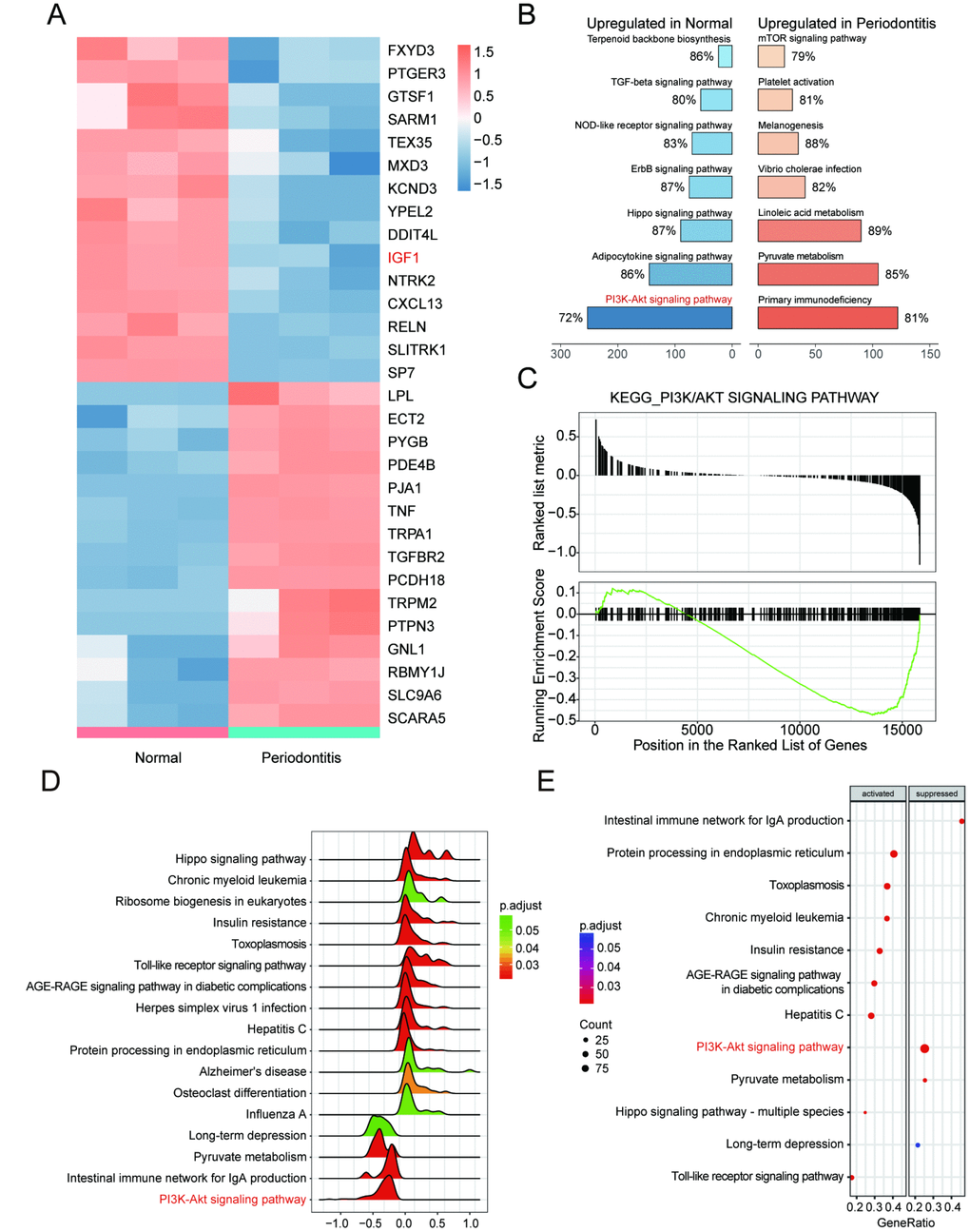 IGF1 was down-regulated and PI3K/Akt signaling pathway was dys-regulated in periodontitis periodontal tissues compared with healthy periodontal tissues. (A) Heatmap of top 15 up-regulated or down-regulated mRNAs between periodontitis periodontal tissues and healthy periodontal tissues. (B, C) KEGG pathway enrichment analysis using GSEA. PI3K/Akt signaling pathway was one of pathways that were inactivated in periodontal tissues with periodontitis compared with healthy samples. (D–E) Joyplot and dotplot of abnormally regulated signaling pathway in periodontitis tissues compared with the that in healthy samples.