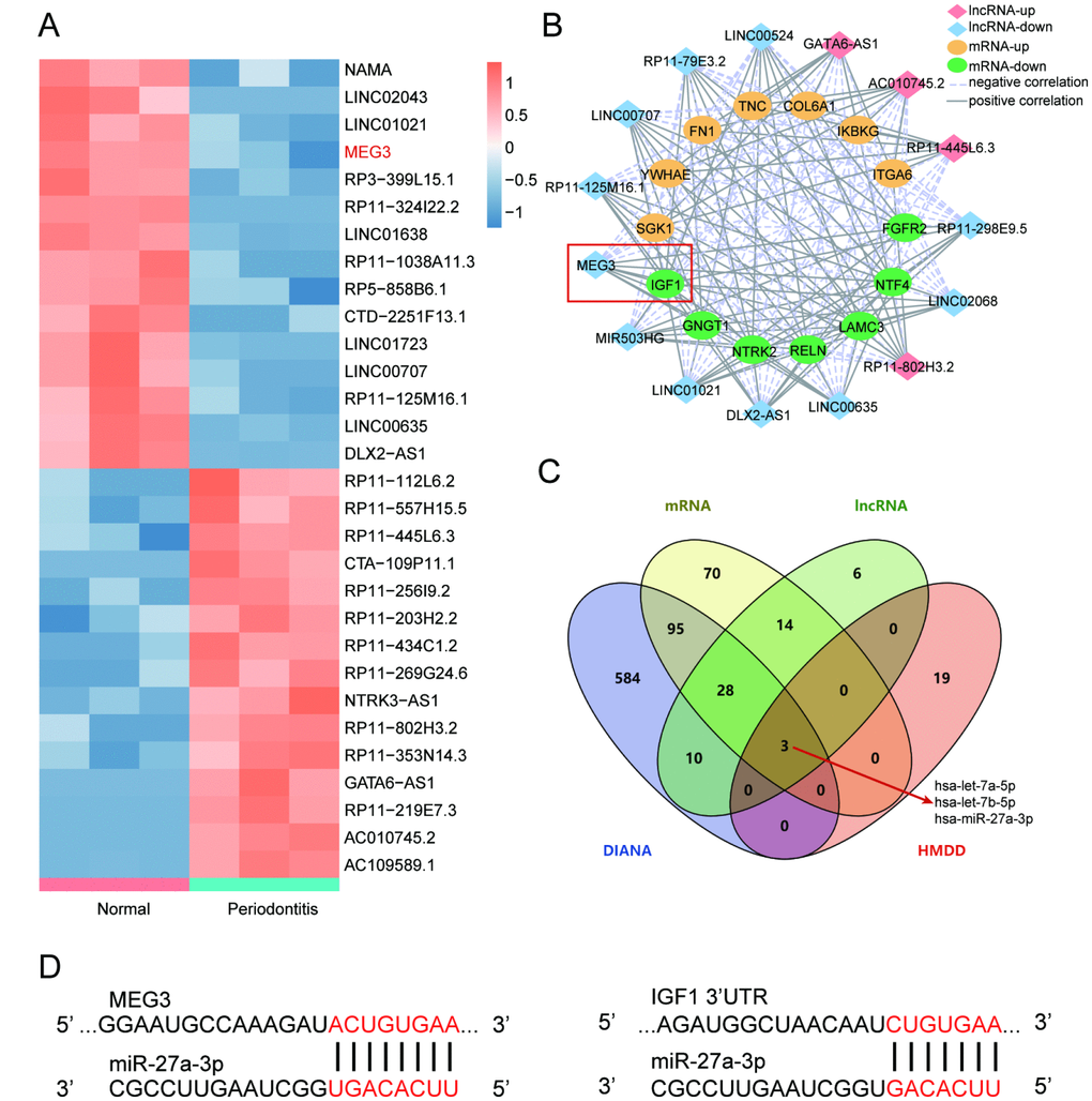 LncRNA MEG3 was down-regulated in periodontitis periodontal tissues compared with healthy periodontal tissues and correlated with IGF1 via miR-27a-3p. (A) Heatmap of top 15 up-regulated or down-regulated lncRNAs between periodontitis periodontal tissues and healthy periodontal tissues. (B) Co-expression network between differentially expressed lncRNAs and mRNAs in R software and Cytoscape. Screening conditions was Pearson Correlation Coefficient>0.75 and PIGF1. (C) 3 miRNAs directly targeting MEG3 and IGF1 were screened by DIANA Tools and HMDD analysis, including miR-27a-3p. (D) Predicted binding sites of miR-27a-3p targeting MEG3 and IGF1.