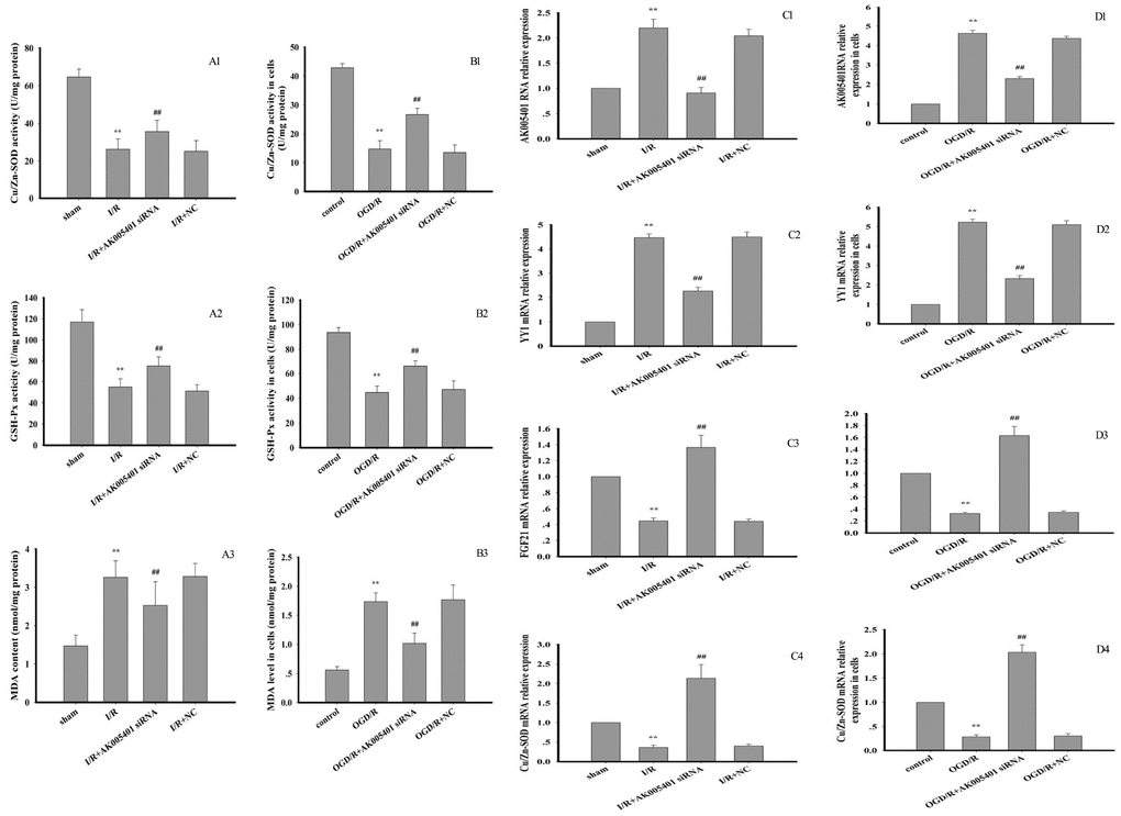 Effect of AK005401 on antioxidant capacity and target genes expressions. Mice and HT22 cells were used to establish I/R model and OGD/R model, respectively. The activities of CuZn SOD and GSH-Px and MDA level in tissue and cells were determined with spectrophotometrical method according to the procedure described by assay kit. (A1–A3) represent the activities of SOD and GSH-Px and MDA level in hippocampus tissue (n=10). (B1–B3) represent the activities of SOD and GSH-Px and MDA level in cells (n=8). Total RNA were isolated from vascular endotheliums and RAECs using Trizol (Invitrogen) according to the manufacturer’s instruction. cDNA was synthesized with PrimeScript reverse transcriptase (TaKaRa, Dalian, China) and oligo (dT) (20 bp) following the manufacturer’s instructions. Real-time PCR was performed using SYBR Premix Ex TaqTM II kit. Relative expressions of AK005401, YY1, FGF21, and CuZn SOD were calculated using the 2−ΔΔCT method on a real-time PCR system. (C1–C4) represent the expression levels of AK005401, YY1, FGF21, and CuZn SOD in hippocampus tissue, respectively. (D1–D4) represent the expression levels of AK005401, YY1, FGF21, and CuZn SOD in HT22 cells, respectively. Data were presented as mean±SD (n = 3). One-way ANOVA test was used to determine statistical significance. **P ##P 