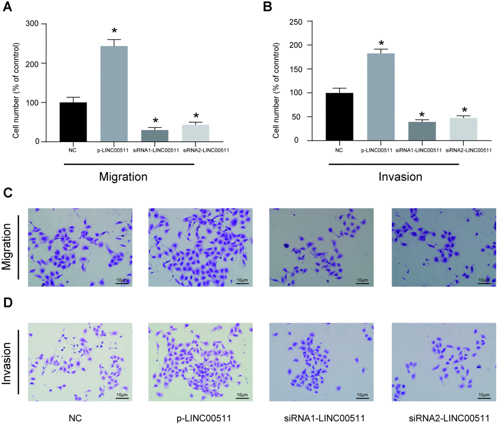 In vitro migration and invasion activities of HOS cells with LINC00511 dysregulation. (A, C) In vitro migration ability of HOS cells with dysregulation of LINC00511. (B, D) In vitro invasion ability of HOS cells with dysregulation of LINC00511. Both migration and invasion abilities were detected using a transwell assay. LINC00511 dysregulation in HOS cells was induced by the pre-transfection of p-LINC00511 (upregulation) or specific siRNA (downregulation). *P 