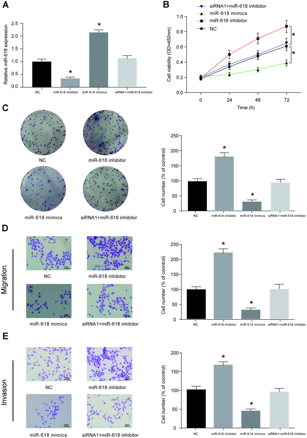 MiR-618 inhibits the in vitro activity of OS cells. (A) Expression profiles of miR-618 in HOS cells transfected with miR-618 mimics (upregulation), miR-618 inhibitor (downregulation) or si-LINC00511+miR-618 inhibitor (not changed). (B–E) CCK-8, colony formation and transwell assays of the proliferation, migration and invasion ability of HOS cells with miR-618 dysregulation. (B) CCK-8 assay for cell viability. (C) Colony formation assay for cell proliferation. (D) Transwell assay for cell migration. (E) Transwell assay for cell invasion. *P