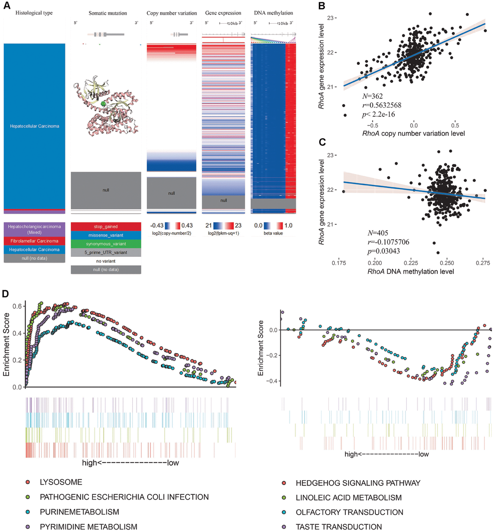 RhoA dysregulation and related KEGG analysis. Multiomic data of RhoA in liver cancer tissues are displayed in a heatmap (A). The correlation between RhoA gene expression level and copy number variation level (B) or DNA methylation level (C) were determined by regression analysis. The top 4 Kyoto Encyclopedia of Genes and Genomes pasthways identified via gene set enrichment analysis of tissues with high and low Rho expression levels (D).