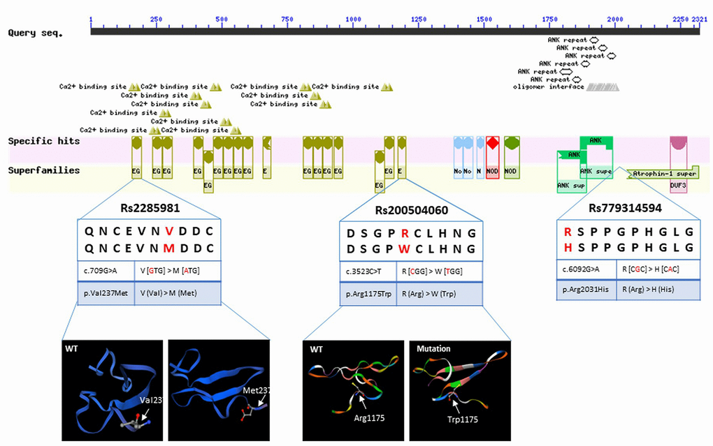 Sequence query of NOTCH3 conserved domains. Reprinted from https://www.ncbi.nlm.nih.gov/Structure/cdd/wrpsb.cgi?INPUT