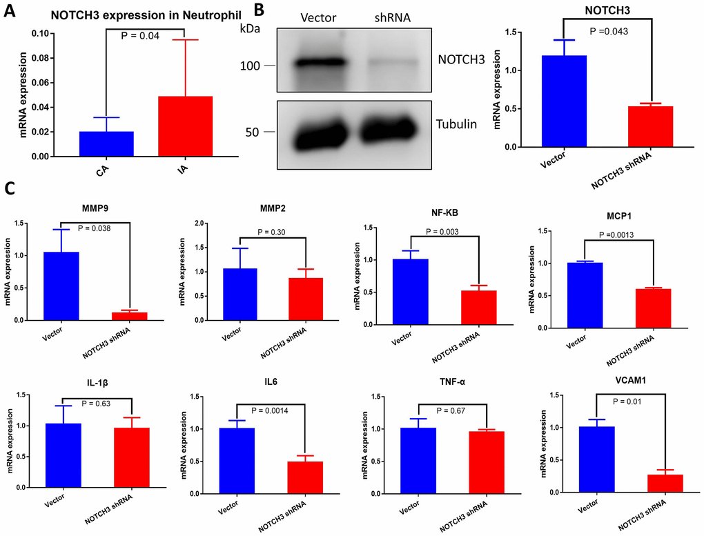 (A) Quantification of NOTCH3 transcription in peripheral blood neutrophils from samples with or without IA. (B) Western blot and RT-qPCR of whole cell lysate from HUVECs transduced with negative control shRNA or NOTCH3-shRNA. (C) Quantification of IA-related factor transcripts from HUVECs transduced with negative control shRNA or NOTCH3-shRNA.