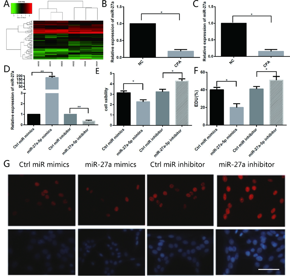 Different miRNA expression in CPA and normal adrenal tissues and the function of miR-27a-5p on the proliferation of H295R cells. (A) Hierarchical clustering of differentially expressed miRNAs in CPA samples and normal adrenal tissues. (B) miR-27a-5p is downregulated about 5.4-fold in CPA in comparison with normal adrenal cortex tissues as indicated by microarray analysis. (C) qRT-PCR analysis of miR-27a-5p in CPA samples and their adjacent normal adrenal cortex tissues. Three independent experiments were performed, and representative data are shown. (D) Upregulation of miR-27a-5p using miR-27a-5p mimics, or downregulation of miR-27a-5p using miR-27a-5p inhibitor in H295R cells were confirmed by qRT-PCR. (E) Cell viability in H295R cells transfected with miR-27a-5p mimics and inhibitor were determined by the CCK-8 assay. (F–G) Analysis of EdU staining on miR-27a-5p mimic-treated H295R cells. The EdU incorporation rate was expressed as the ratio of EdU-positive cells to total DAPI positive cells. Red, EDU; Blue, DAPI. Magnification, 400×. Three independent experiments were performed, and representative data are shown. NC, normal control. **pp