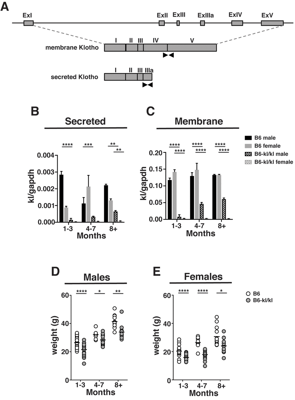 B6-kl/kl mice maintain an overall lower body weight than C57BL/6 as they age. (A) A graphical representation of the kl gene. Black arrows indicate the primer sets used to amplify the secreted and membrane forms by quantitative PCR. (B) Secreted kl mRNA and (C) membrane kl mRNA expression in kidney normalized to gapdh at 1-3 months, 4-7 months, and 8+ months of age (n=2 per group). Bars represent standard error mean. Statistical significance determined by 2way ANOVA and Tukey’s multiple comparison test: ** p ≤ 0.01, *** p ≤ 0.001, and *** p ≤ 0.0001. Weights of C57BL/6 and B6-kl/kl (D) male and (E) female mice at 1-3 months, 4-7 months, and 8+ months of age. For male mice C57BL/6 1-3 months n=34, 4-7 months n=8, and 8+ months n=11 and B6-kl/kl 1-3 months n=21, 4-7 months n=14, and 8+ months n=11. For female mice C57BL/6 1-3 months n=38, 4-7 months n=8, and 8+ months n=13 and B6-kl/kl 1-3months n=17, 4-7 months n=19, and 8+ months n=19. Statistical significance determined by multiple t tests: * p ≤ 0.05, ** p ≤ 0.001, and **** p ≤ 0.0001.