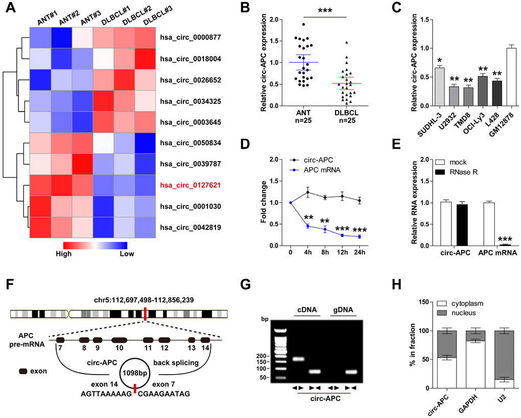 Identification of circ-APC as a DLBCL-related circRNA. (A) Heat map of the top five differentially expressed circRNAs in three paired DLBCL and normal tissues. (B and C) qRT-PCR analysis of circ-APC expression in DLBCL tissues and cells. (D) qRT-PCR analysis of circ-APC and APC mRNA expression after treatment with actinomycin D for the indicated times. (E) qRT-PCR analysis of circ-APC and APC mRNA expression after treatment with RNase R. (F) Schematic diagram of the origin of circ-APC. (G) RT-PCR analysis of circ-APC expression with convergent and divergent primers for cDNA or gDNA. (H) qRT-PCR analysis of cytoplasmic and nuclear circ-APC expression. *p p p 