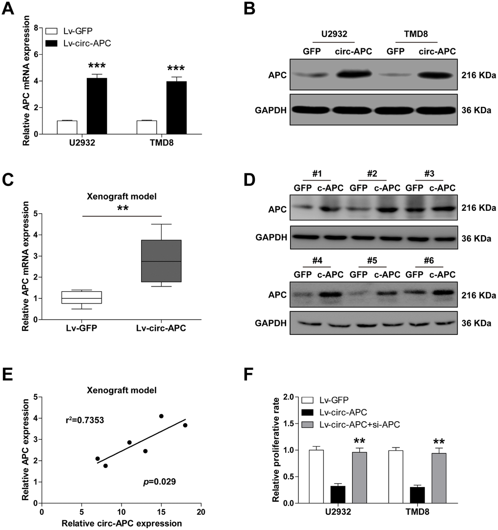 Circ-APC significantly increases APC expression in DLBCL. (A and B) qRT-PCR and Western blot analyses of APC expression in control or stably circ-APC-overexpressing U2932 and TMD8 cells. (C and D) qRT-PCR and Western blot analyses of APC expression in the subcutaneous tumors of nude mice injected with control or stably circ-APC-overexpressing U2932 cells. (E) The correlation between circ-APC and APC expression in the above subcutaneous tumors. (F) Cell proliferation rate in stably circ-APC-overexpressing U2932 and TMD8 cells transfected with si-APC. **p p 