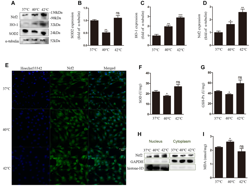 Heat stress leads to dysfunction of the antioxidant defense system and oxidative stress in GCs. (A–D) Western blotting showing the expression of Nrf2, HO-1, and SOD2. (E) Nuclear translocation of Nrf2 evaluated by DCF fluorescence. Scale bars, 50 μm. (F) Estimation of SOD activity. (G) Estimation of GSH-Px activity. (H) Nuclear translocation of Nrf2 determined by western blotting. (I) MDA content. Data represent mean ± SEM; n = 3 in each group. *P 