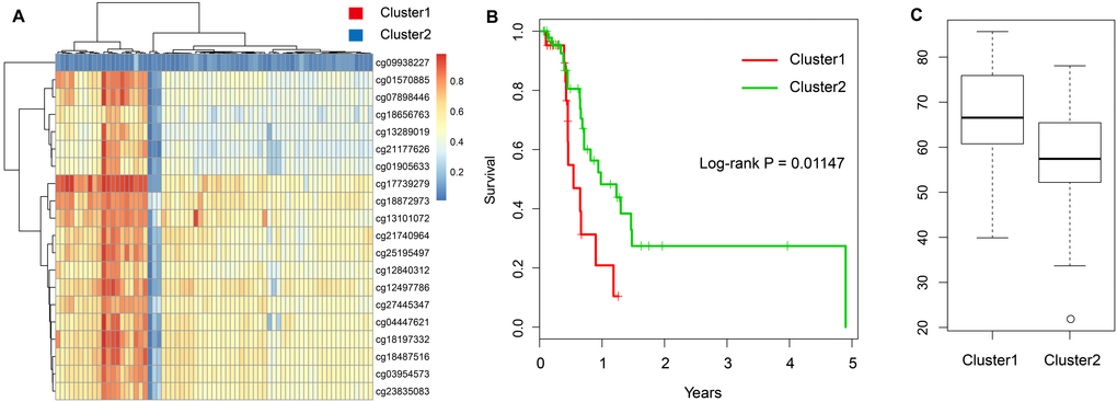 Construction of the prognosis risk model based on methylation genes. (A) The heatmap of 20 methylation sites in the training set. (B) The K-M plot of the hypomethylated and hypermethylated groups. (C) The age distribution of patients in the hypomethylated and hypermethylated groups.