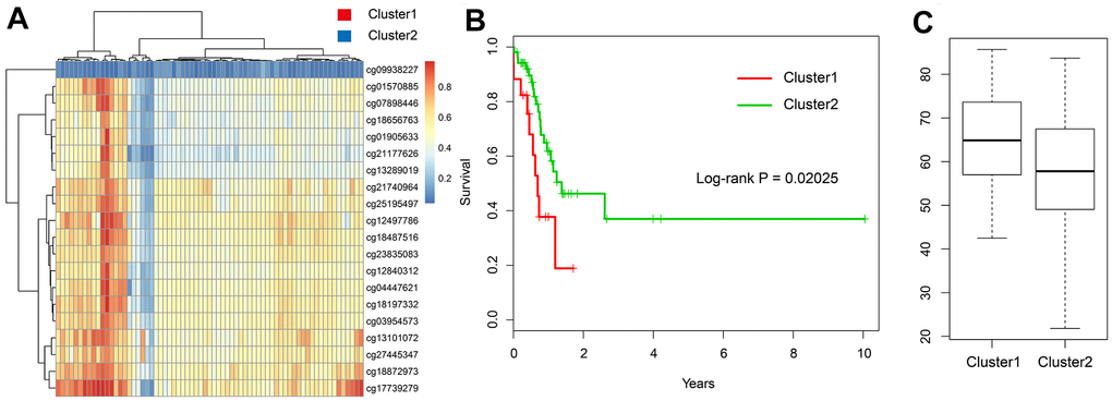 Validation in the TCGA testing set. (A) The heatmap of 20 methylation sites in the testing set. (B) The K-M plot of the hypomethylated and hypermethylated groups in the testing set. (C) The age distribution of patients in the hypomethylated and hypermethylated groups in the testing set.