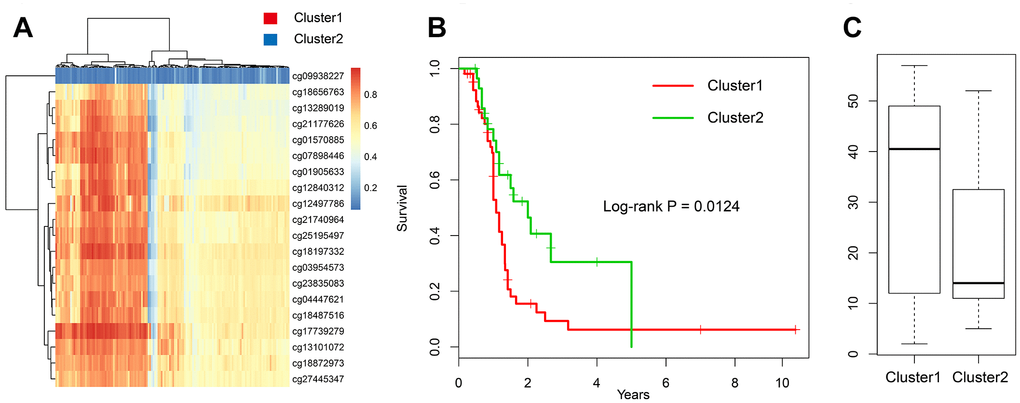 Validation in the GEO dataset. (A) The heatmap of 20 methylation sites in GSE36278. (B) The K-M plot of the hypomethylated and hypermethylated groups in GSE36278. (C) The age distribution of patients in the hypomethylated and hypermethylated groups in GSE36278.