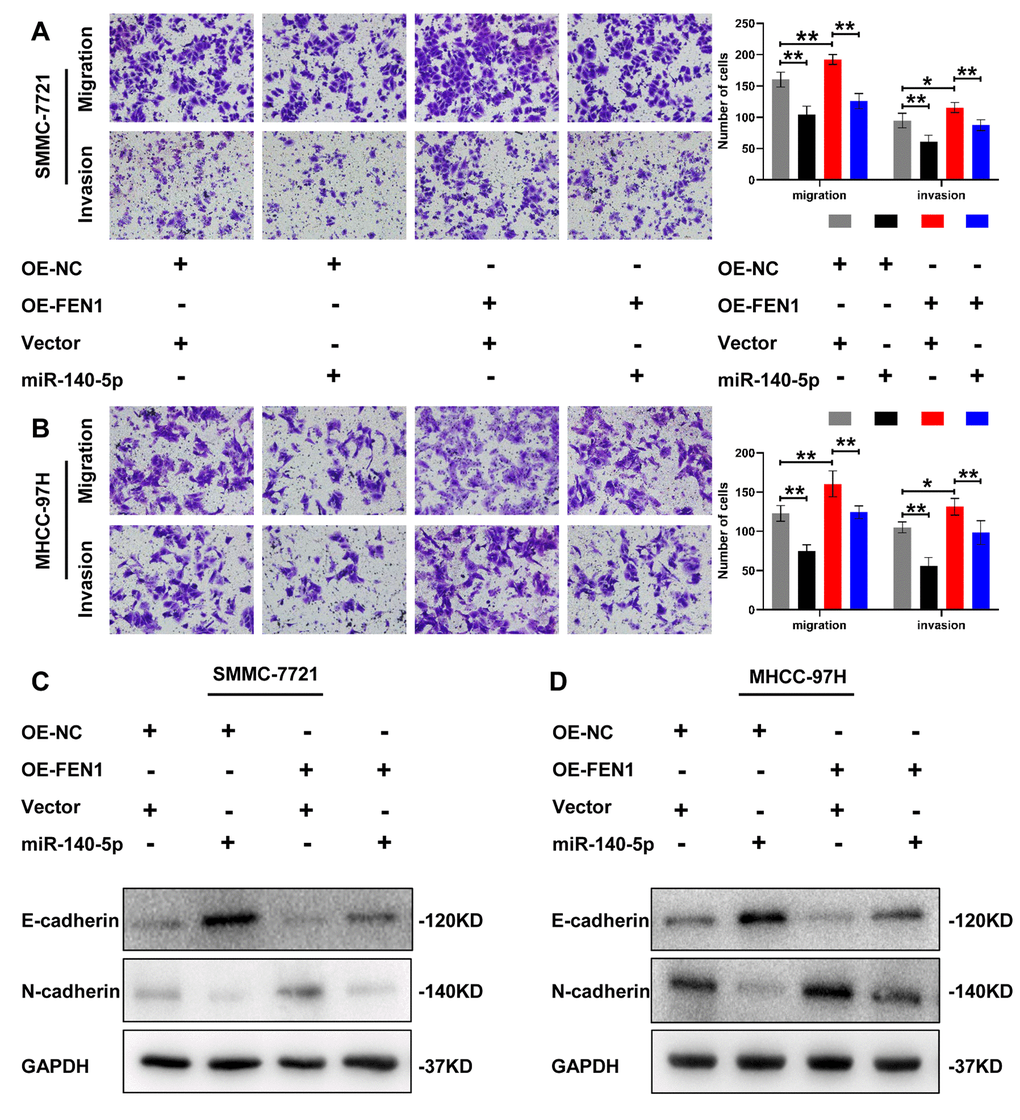 miR-140-5p partially reverses the effect of FEN1 in vitro. (A and B) Representative images of transwell chamber assays and quantification of the number of cells that successfully migrated or invaded through the basement membrane. Data represent mean ± SD of three independent experiments, *P P C and D) Western blot analysis of EMT markers in HCC cells overexpressing FEN1 which were transfected with miR-140-5p.