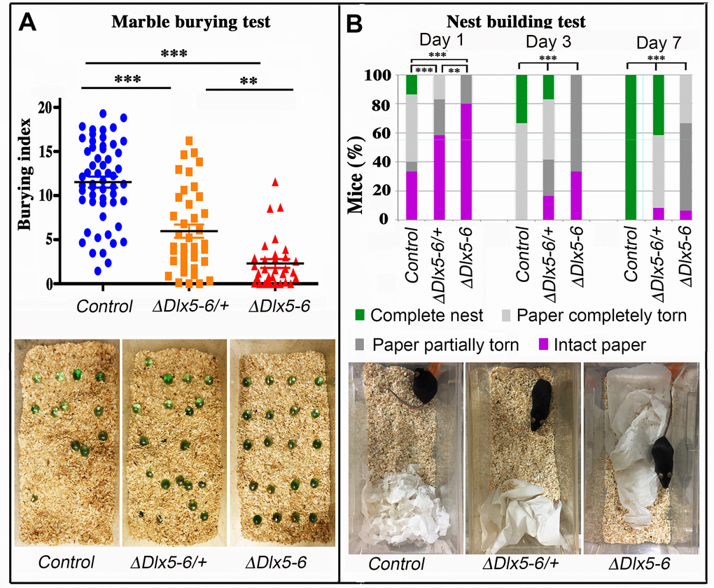 Behavioral response to marble burying and nest building tests. (A) The number of marbles buried by each mouse over a 10 min period (Burying index) is plotted to show the dispersion of the results and to highlight the proportion of mutant mice that did not bury even one marble during the test. Horizontal lines indicate median values. (Kruskal-Wallis test; Control: n = 55; VgatΔDlx5-6/+: n = 39; VgatΔDlx5-6: n=31). The lower panel presents representative examples of the MBT arena at the end of the test for the three genotypes. (B) The quality of nests built by control, VgatΔDlx5-6/+ and VgatΔDlx5-6 mice was evaluated each day over a seven days period. The quality of nest building was scored as: completed nest (green), completely torn paper (light grey), partially torn paper (dark grey) or intact paper (purple). The percentage of mice in each category is indicated at 1, 3 and 7 days. The lower panel presents representative examples of the nest-building arena at the end of the first 24 h of test for the three genotypes. At the end of the scoring period all control mice had completed nest building whereas none of the VgatΔDlx5-6 mice had done so (Pearson's chi-squared; Control: n = 15 and VgatΔDlx5-6/+ : n = 12, VgatΔDlx5-6 : n=15; ***: p