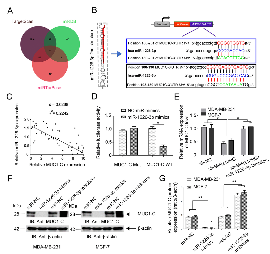 MIR210HG regulates MUC1-C expression by competing for miR-1226-3p. (A) Venn diagrams showing the number of potential miRNAs targeting the same genes (including MUC1-C gene), as predicted by three databases: TargetScan, miRDB and miRTarBase. (B) Ideograph of MUC1-C mRNA. The predicted miR-1226-3p binding site in the MUC1-C 3′-UTR. The sequence of wild-type (WT) and mutant (Mut) miR-1226-3p target sites in the MUC1-C 3′-UTR shown in frame. A point mutation was made in the seed region to block the binding between miR-1226-3p and mRNA, the sequence inside the blue frame is higher in the binding index. (C) qRT-PCR results showed a reverse correlation between MUC-1C mRNA and miR-1226-3p mRNA in IBC tissues. (D) Luciferase reporter assay showed that miR-1226-3p mimic transfection suppressed the luciferase activity of MUC-1C-WT reporter in MDA-MB-231 cells. (E) Rescue experiments confirm the mutual regulation of miR-1226-3p and MIR210HG. (F, G) miR-1226-3p mimics suppressed the expression of MUC-1C protein, whereas miR-1226-3p inhibitors reversed it in breast cancer cells. *p 