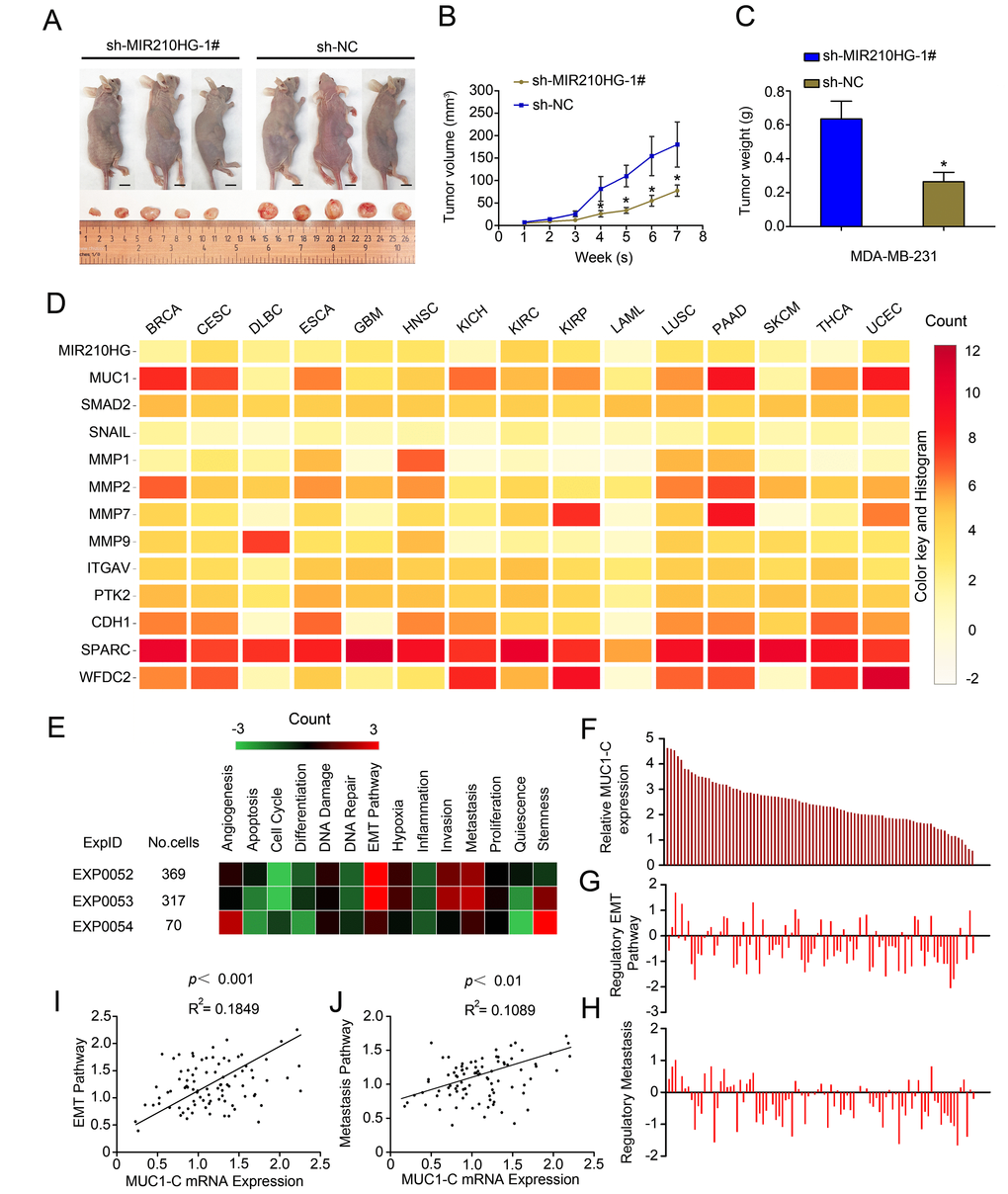 MIR210HG promotes growth of breast tumor in murine xenograft models, and Single-cell sequencing results show that MIR210HG/MUC1 gene expression level is positively correlated with tumor metastasis pathway in invasive breast cancer. (A) Effect of subcutaneously injection of MDA-MB-231 cells transfected with sh-NC or sh MIR210HG on the tumor growth. (B and C) Knockdown of MIR210HG expression significantly inhibited breast cancer cell growth in nude mice, and the tumor volume also weight were significantly reduced in the sh-MIR210HG group compared to that in the sh-NC group. (D) Mean-centered, hierarchical clustering of MIR210HG-related genes from TCGA multiple tumors data (UCSC Cancer Genomics Browser). Both MIR210HG and MUC1 are relatively high expression in a variety of solid tumors. (E) Correlations between the gene (MIR210HG and MUC1-C) of interest and functional states in 3 different single-cell datasets (CancerSEA). Single-cell datasets sequencing results show that MIR210HG and MUC1-C are closely related to EMT and tumor metastasis pathway. (F–H) Single-cell datasets of EXP0052 display 2 functional states that are significantly related to MUC1-C gene. (I) Functional relevance in different cell groups (EXP0052 single-cell datasets). Single-cell sequencing data show a significant positive correlation between MUC1-C gene expression and tumor EMT pathway regulation. (J) MUC1-C is positively associated with tumor metastasis similarly. *p 