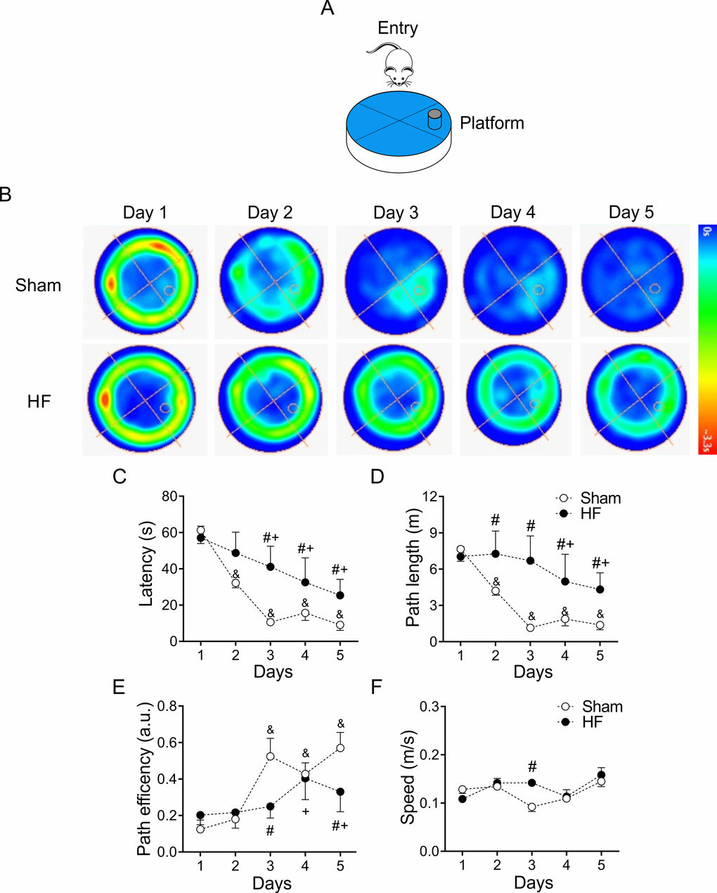 Heart failure (HF) rats display spatial learning decline. (A) Representative cartoon showing the rat and platform position in the pool. (B) Representative trajectory heat maps obtained from one Sham rat and one HF rat during Water Maze test between 1 to 5 days. Pseudocolor intensity indicate the time latency that the rat remained swimming in the pool searching for the platform. It is noteworthy that HF rats spends more time searching the platform across all experimental days compared to Sham animals. (C) Summary data of test duration during all experimental days. Note that HF rats required more time to find the platform. (D) Summary data of mean distance travelled during all experimental days. HF rats travel more distance compared to Sham animals. (E) Compared to Sham rats, HF animals display a decreased path efficiency in day 3 and 5. (F) Sham and HF rats display similar speed in all experimental days. &, p