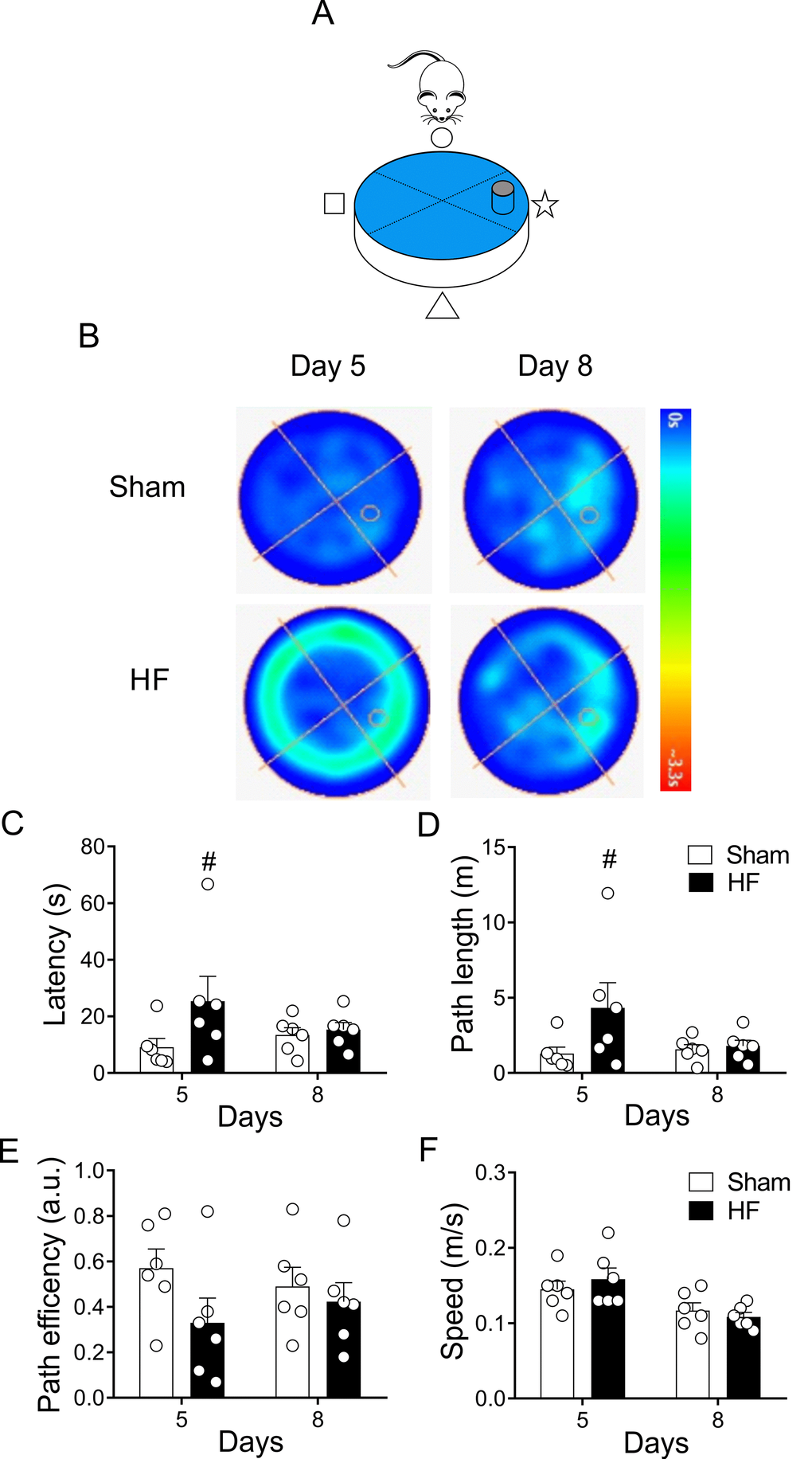 Heart failure (HF) rats display similar reference spatial memory compared to control rats. (A) Representative cartoon showing the rat and platform position in the pool. (B) Representative trajectory heat maps obtained from one Sham rat and one HF rat during Water Maze test between day 5 and day 8. Pseudocolor intensity indicates the time latency that the rat remained swimming in the pool searching for the platform. HF rats spends more time searching the platform in day 5; however, this behavior was absent in day 8. (C) Summary data showing that at day 5 HF rats need more time to find the platform; however, this effect was absent at day 8. (D) Summary data showing mean distance travelled during day 5 and day 8. At day 5 HF rats travel more distance compared to Sham animals. No significant differences in traveled distance was found between groups at day 8. (E, F) Sham and HF rats display similar path efficiency and speed in day 5 and day 8 of the test. #, p