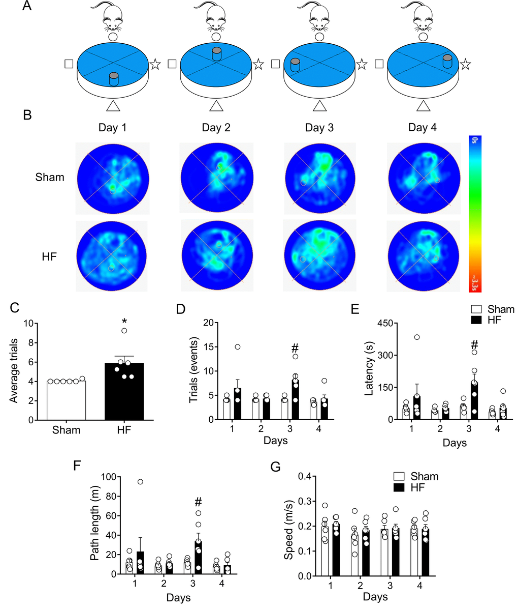 Memory flexibility was impaired in heart failure (HF) rats. (A) Representative cartoon showing the rat and different platform positions within the pool. (B) Representative trajectory heat maps obtained from one Sham rat and one HF rat during day 1 and day 4 of memory flexibility test. Note that during this test the platform position changed every day of the test. Pseudocolor intensity indicate the time latency the rat remained swimming in the pool searching for the platform. Contrarily to day 1, 2 and 4, at day 3 HF animals showed less latency in the platform position. (C) Average trials between day 1 and 4. Note that HF rats needed more trials to accomplish the task compared to Sham rats. (D) Summary data showing the number trials in each experimental day. (E, F) Summary data of the sum of latencies and paths length from each trial by day. Note that at day 3, HF rats display an increase test duration and distance travelled compared to Sham animals. (G) Average speed was not different in all experimental days between Sham and HF rats. Values are means ± S.E.M. *, p