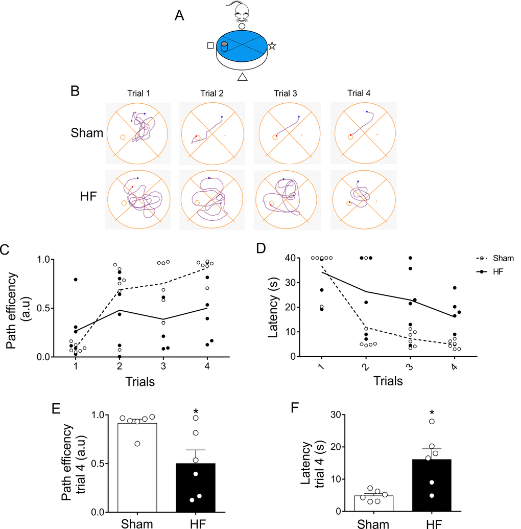 Memory flexibility at day 3 was compromised in heart failure (HF) rats. (A) Representative cartoon showing the rat and platform position at day 3. (B) Representative trajectory maps obtained from one Sham rat and one HF rat during day 3 of memory flexibility test. (C) Summary data showing average paths efficiency in each trial during day 3 of testing in Sham (white circle) and HF (black circle) rats. (D) Summary data showing average latencies from each trial during day 3 in Sham (white circle) and HF (black circle) rats. (E, F) Summary data of average paths efficiency and latencies at trial four (n=6 per group). Note that HF rats display an increase in the number of trials needed to complete the test, as well as an increase in the duration of each trial. Values are means ± S.E.M. *, p