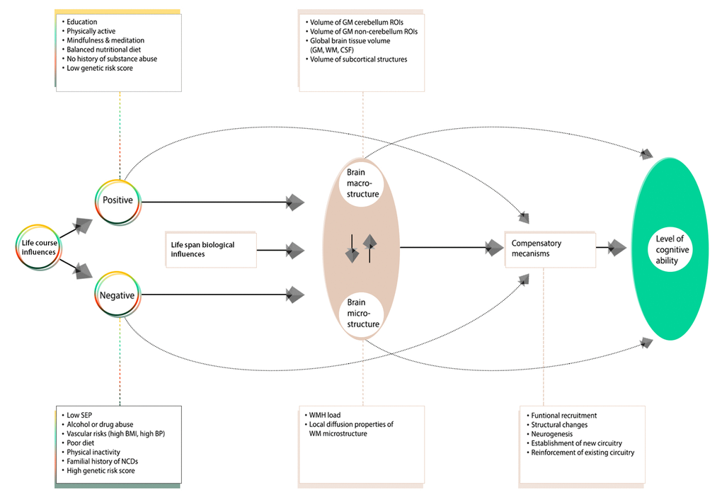 A revised conceptual model of the Scaffolding Theory of Aging and Cognition (STAC-r). The original STAC model offered a theory that only accounted for individual variations in cognitive performance observed at one time point – later adulthood, with “aging” as the primary input to the model. In view of the latest developments within the field of aging research, the contribution of lifespan experiences (positive and negative) on later-life brain and cognitive health has led to a variant of the model that incorporates the cumulative effects of lifespan environmental and biological experiences on neurocognitive aging. In this adapted figure, we only present biomarkers and traits investigated in this study. Specifically, Figure 6 offers a pathway of how the additive bidirectional lifespan experiences may contribute to the differential age-related trajectories of health. We distinguish between influences that act to preserve neural integrity (“positive influences”) versus those that are implicated in its demise (“negative influences”).