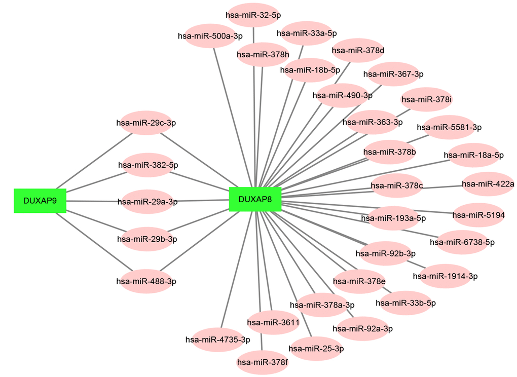 Establishment of the potential DUXAP8/DUXAP9-miRNA regulatory network in renal cell carcinoma.