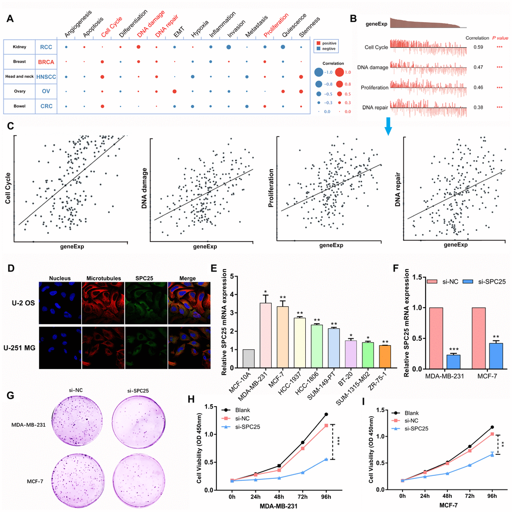 The function of SPC25 in BC cells. (A) Single-cell analysis indicated that SPC25 is primarily involved in regulation of the cell cycle, DNA damage and repair, and proliferation in BC. (B, C) Data from Braune EB (No. cells = 369) demonstrated that SPC25 mRNA expression was positively correlated with regulation of the cell cycle, DNA damage and repair, and proliferation. (D) The Human Protein Atlas database revealed that SPC25 was colocalized with microtubule proteins in the cytoplasm of U-2 OS and U-251 MG cells. (E) SPC25 expression in BC cells. (F) Knockdown in MDA-MB-231 and MCF-7 cells with si-SPC25 or si-NC. (G) Colony formation and (H, I) CCK-8 assays demonstrated that knockdown of SPC25 suppressed proliferation of MDA-MB-231 and MCF-7 cells. (si-NC, siRNA negative control; *p