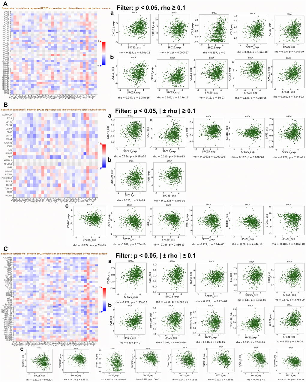 Correlations between SPC25 expression and three cancer-related immune factor types. (A) Correlation between SPC25 and chemokines in BC. (B) Correlation between SPC25 and immunoinhibitors in BC. (C) Correlation between SPC25 and immunostimulators in BC.