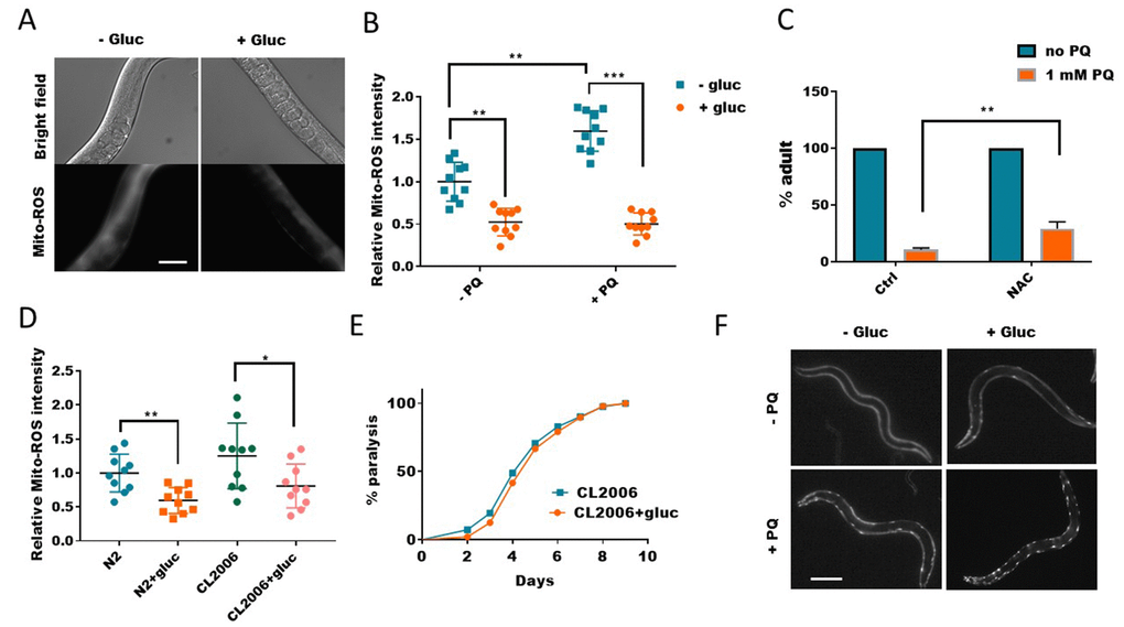 Glucose suppresses mitochondrial reactive oxygen species (ROS) generation. (A) Glucose suppressed paraquat-induced mitochondrial ROS. C. elegans were raised in the absence or presence of 0.5% glucose to L4/young adult stage then transferred to NGM agar plate containing 1mM paraquat for 24 hours. Animals were washed and incubated with Mitotracker-Red-Ros dye in M9 buffer for 2 hours. After extensive wash in M9 buffer, animals were raised on NGM agar plate for 4 hours then imaged by using fluorescence microscope. Experiments were repeated > 3 times. Representative images were shown. Scale bar: 60μm. (B) Glucose suppressed both WT and paraquat-induced mitochondrial ROS. Experiments were carried out as in (A). 10 images from multiple experiments were randomly selected and the fluorescence intensity (signal/area) was quantified by using ImageJ software. The average intensity of controls (no glucose and no paraquat) was defined as 1, to which all values were normalized. Error bars stand for standard deviation. P values by student’s t-test: **, PC) Decreasing ROS alleviated paraquat from inhibiting development in C. elegans. Worms were raised on NGM agar plate containing 10mM antioxidant NAC (n-acetylcysteine) and 1mM paraquat (PQ) from hatching for 4 days. The mean percentage of animals that reached adulthood from 3 independent experiments (n>250) was plotted, with error bars showing standard deviation. P values by student’s t-test: **, PD) The elevated ROS levels in Aβ-expressing worms were decreased by glucose treatment. Wild-type (N2) and human Aβ-expressing worms (CL2006) were raised in the absence or presence of 0.5% glucose until day-1 adulthood. Worms were washed and stained with Mitotracker-Red-Ros dye as in (A). 10 images from 2 experiments were randomly selected and fluorescence intensity was quantified by using ImageJ software. Data were normalized to the mean intensity of N2 wild-type. Error bars stand for standard deviation. P values by student’s t-test: *, PE) Glucose suppression of ROS did not improve the paralysis of Aβ-expressing worms (CL2006). Animals were raised on NGM agar plate with and without 0.5% glucose from hatching at 25°C. Animals that no longer moved forward after gentle touch for 3 times were defined as paralyzed animals. Data were pooled from 3 independent experiments and plotted and statistically analyzed by using Prism software. P values by Log-rank test: not significant. (F) Glucose suppression of ROS exacerbated poly glutamine (polyQ35) aggregation in body wall muscle of C. elegans. Worms expressing polyQ35::YFP were raised in the absence or presence of 0.5% D-glucose to L4 stage, then transferred to NGM agar plate containing 1mM paraquat (PQ) for 2 days. Worms were picked and imaged with fluorescence microscope. Representative images of at least 3 independent experiments were shown. Scale bar: 200μm.