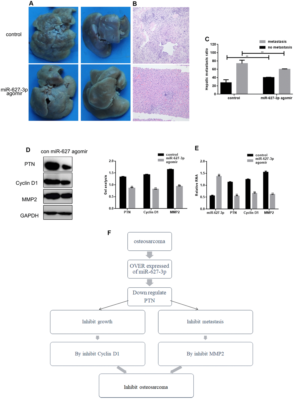 MiR-627-3p inhibits invasion by HOS cells in vivo. (A, B) Livers were dissected from mice and either macroscopically photographed or sectioned and stained with hematoxylin-eosin. (C) Statistical results for the number of metastases. ** PD, E) Western blot and real-time PCR analyses showing the Effects of miR-627-3p agomir on expression of PTN, Cyclin D1 and MMP2 in tumor tissues dissected from livers. Data are the mean ± SEM. ** PF) Schematic diagram of the regulation of PTN by miR-627-3p and its effects on osteosarcoma cell proliferation and metastasis.