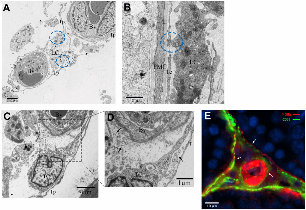 Interactive network of cells including telocytes in the inter-tubular space of rat testes. (A–D) Transmission electron micrographs show that telocytes form interactive networks by extending their telopodes to connect with Leydig cells and surrounding blood vessels (A, C) through various secretory vesicles (D, indicated by the arrows). The circles highlight the direct contact between telopodes and Leydig cells (A–B). (E) Immunofluorescence staining of CD34 (green) and αSMA (red) shows telocytes surrounding the PMC and the blood vessel. Arrows show the telocytes. Higher magnification illustrates the rectangular area. Tp: telopode; Bv: Blood vessel; LC: Leydig cells; PMC: peritubular myoid cells; TC: telocyte. Scale Bar = A: 2μm; B: 1μm; C: 5μm;D: 1μm; E: 10μm.