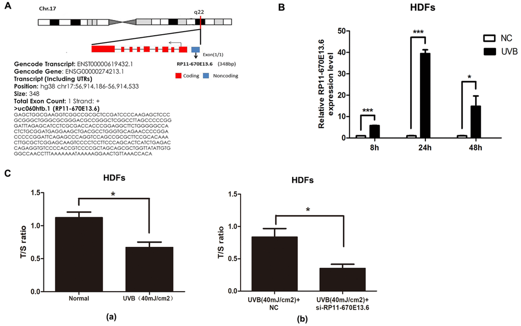 UVB up-regulated RP11-670E13.6 levels, and knockdown of RP11-670E13.6 promoted cellular senescence. (A) Schematic diagram of the localization of RP11-670E13.6. (B) Expression of RP11-670E13.6 in the UVB irradiation and control groups, as determined by qRT-PCR. Data are shown as the means ± standard errors of the means based on at least three independent experiments. (C) (a) UVB irradiation decreased the mean length of telomeres in HDFs at 24 h post-irradiation. (b) Knockdown of RP11-670E13.6 decreased the mean length of telomeres in HDFs at 24 h post-irradiation. Data are shown as the means ± standard errors of the means based on at least three independent experiments. P values were determined by Student’s t-tests. *P P P 