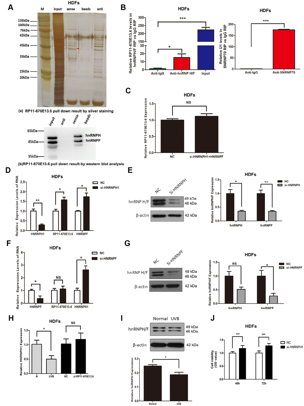 hnRNPH directly bound to RP11-670E13.6 and repressed its expression. (A) Pull down results of RP11-670E13.6 by silver staining (a) and western blot analysis (b) demonstrated the possible interactions between RP11-670E13.6 and hnRNPF/H. (B) RIP assays demonstrating the enrichment of hnRNPF/H on RP11-670E13.6 transcripts relative to IgG in HDFs. (C) Knockdown of both hnRNPH and hnRNPF had no effect on the expression of RP11-670E13.6. (D) Effects of HNRNPH1 siRNA on the expression of RP11-670E13.6 and hnRNPF. (E) Effects of HNRNPF siRNA on the expression of RP11-670E13.6 and hnRNPH. (F) The mRNA expression levels of HNRNPH1. (G) HnRNPH/F expression levels of HDFs treated with RP11-670E13.6 siRNA and UVB irradiation. (H) The mRNA expression levels of HNRNPH1. (I) hnRNP H/F expression levels of HDFs treated with UVB irradiation(40mJ/cm2). (J) CCK-8 assays were used to detect the effects of HNRNPH1 on HDFs viability. Data are shown as the means ± standard errors of the means based on at least three independent experiments. P values were determined by Student’s t-tests. *P P P 