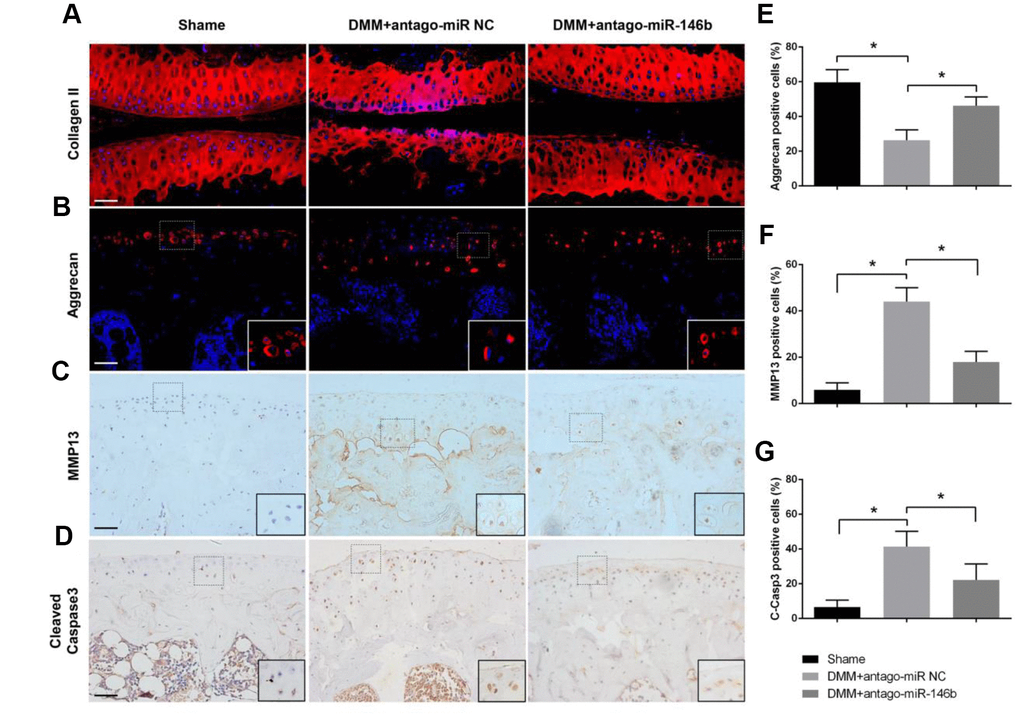 Effects of miR-146b on the homoeostasis of articular cartilage. Sections of articular cartilage from the mice were analysed by Immunostaining. Immunofluorescence stainings of (A) Collagen II, (B) Aggrecan. Immunohistochemical stainings of (C) MMP13 and (D) Cleaved Caspase-3. (E–G) The ratios of immunoreactive positive cells, Aggrecan (E), MMP13 (F) and Cleaved Caspase-3 (G) were analysed. Scale bar: 50μm. *P