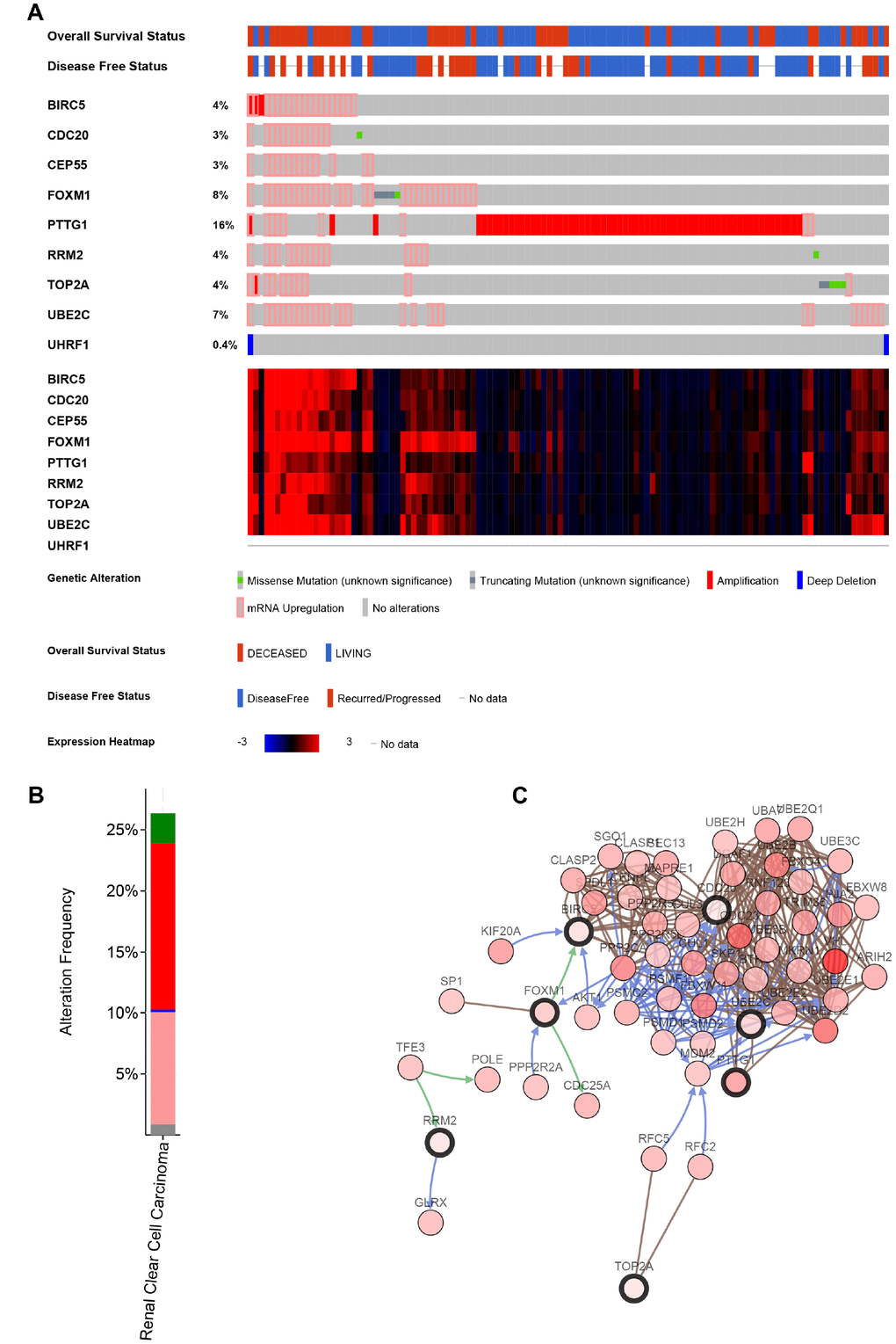 Genetic alterations associated with 9 key genes. (A) A visual summary of Genetic alterations (data from ccRCC in TCGA, provisional) shows the genetic alteration of 9 key genes which were altered in 118 (26%) of 446 ccRCC patients. (B) The total alteration frequency of 9 key genes is illustrated. (C) The network contains 59 nodes, including 9 key genes and the 50 most frequently altered neighbor genes. Relationship of 9 key genes is also illustrated.