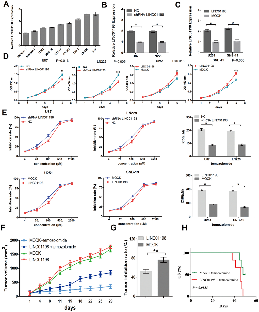 LINC01198 promotes glioma proliferation and resistance to temozolomide. (A) LINC01198 expression was examined in several glioma cell lines, normal brain tissues, and glioma tissues using qRT-PCR. GAPDH was used as a control for loading. (B and C) LINC01198 expression in glioma cells was modified by shRNA interference and cDNA transfection. (D) Growth curve showing the proliferation activities of glioma cell transfectants in vitro. (E) IC50 value of temozolomide on glioma cells. Cells were treated with different concentrations of temozolomide for 72 hours. (F) Antitumor effect of temozolomide on glioma xenografts in an established model. (G) The data were expressed as percentage inhibition of tumor growth. (H) The survival time of mice bearing glioma subcutaneous xenograft received temozolomide therapy. Data are presented as the mean ± SD, n=3. *P 