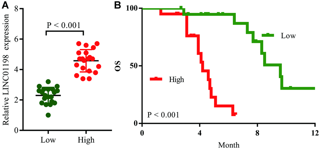 LINC01198 induces temozolomide resistance in glioma patients. (A) Recurrent glioma patients were divided into the LINC01198High group and LINC01198Low group according to the result of qRT-PCR. (B) Comparison of overall survival curves for temozolomide-treated patients with high LINC01198 expression and those with low LINC01198 expression.