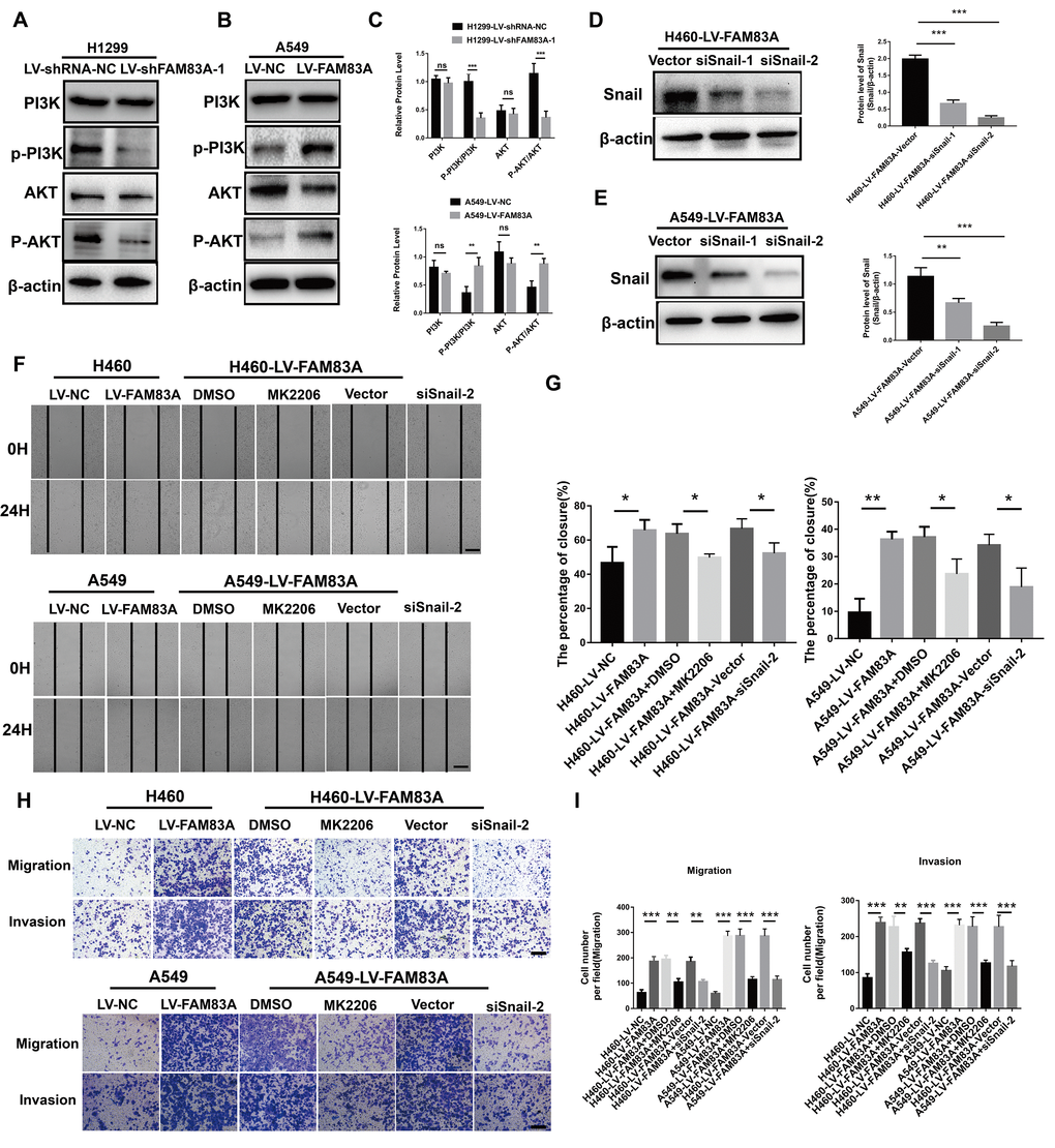 FAM83A regulated NSCLC cell EMT progression through the PI3K/AKT/Snail pathway. (A–C) Protein levels of PI3K, P-PI3K p85 subunit (p-Y458), AKT, and P-AKT (p-S473) were detected by Western blot in stable H1299-LV-shRNA-NC, H1299-LV-shFAM83A-1, A549-LV-NC and A549-LV-FAM83A cells. β-actin was used as a loading control for PI3K and AKT. (D–E) H460 and A549 with stable FAM83A overexpression cells were transduced with Snail siRNAs (siSnail-1/2) and a scrambled siRNA (Vector). The suppression of Snail in those cells was confirmed by Western blot. (F–G) FAM83A-transfected H460 and A549 cells (with or without inhibition of MK2206 or Snail) were subjected to a wound-healing assay. Images were taken at 0 h and 24 h. (H–I) Transwell assay was used to evaluate the effects of MK2206 and Snail knockdown on cell migration and invasion. Scale bar, 200 μm. Error bars: mean ± SD (n=3). *p