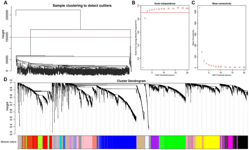 Weighted gene co-expression network analysis (WGCNA) to identify clinical modules. (A) Hierarchical clustering is applied to exclude some outliers samples. Objects with height greater than 150000 (upper the red line) are excluded. (B–C) Analysis of network topology for soft thresholding powers. The red line represents the square of correlation coefficient reaches to 0.9. The mean connectivity under different values of ‘power’ are shown. (D) Modules dendrogram of samples and modules are indicated by different colors.