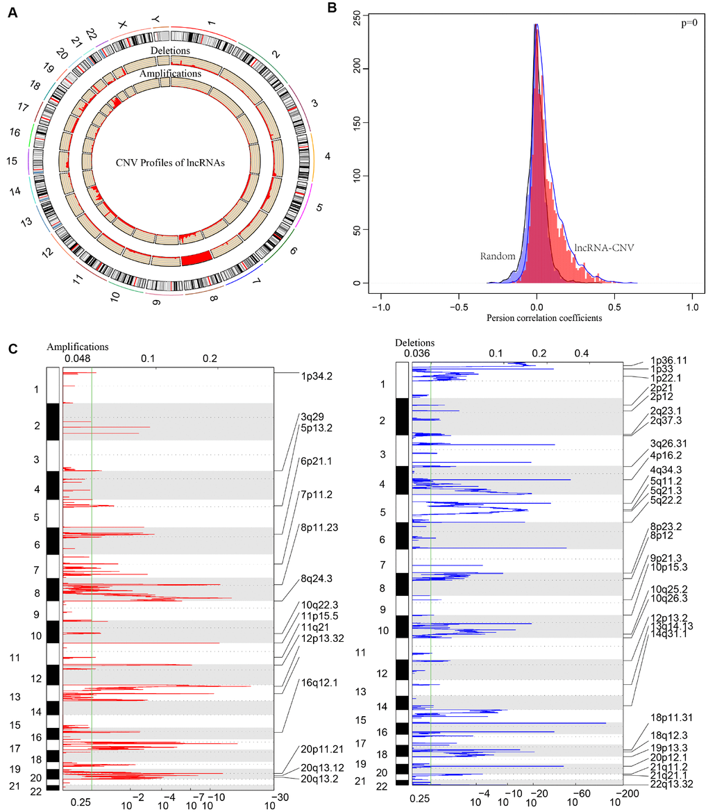 The pattern of CNVs profiles in the whole genomes. (A) The proportional frequencies of copy number deletions or amplifications of lncRNAs existing in the whole genome. CNV deletions of lncRNAs are mainly concentrated on 8 chromosome, and amplifications are focused on 8, 13, 20 chromosomes. The frequency of deletions are largely general than amplifications. (B) Distribution of correlation coefficient between copy number alternations of lncRNAs and the expression level of lncRNAs is shown. The correlation coefficient of CNV-lncRNA greater than 0 represents the regulation relationship is positive. (C) LncRNAs located in the focal peaks are CRC-related. False-discovery rates (q values) and scores from GISTIC 2.0 for alterations are plotted in x-axis, and the genome positions are shown as y-axis; dotted lines indicate the centromeres (distinguishing chromosome long arm from short arm). Amplifications (left, red) and deletions (right, blue) of lncRNAs are also shown. The green line represents 0.25 q value cut-off point that determines significance.