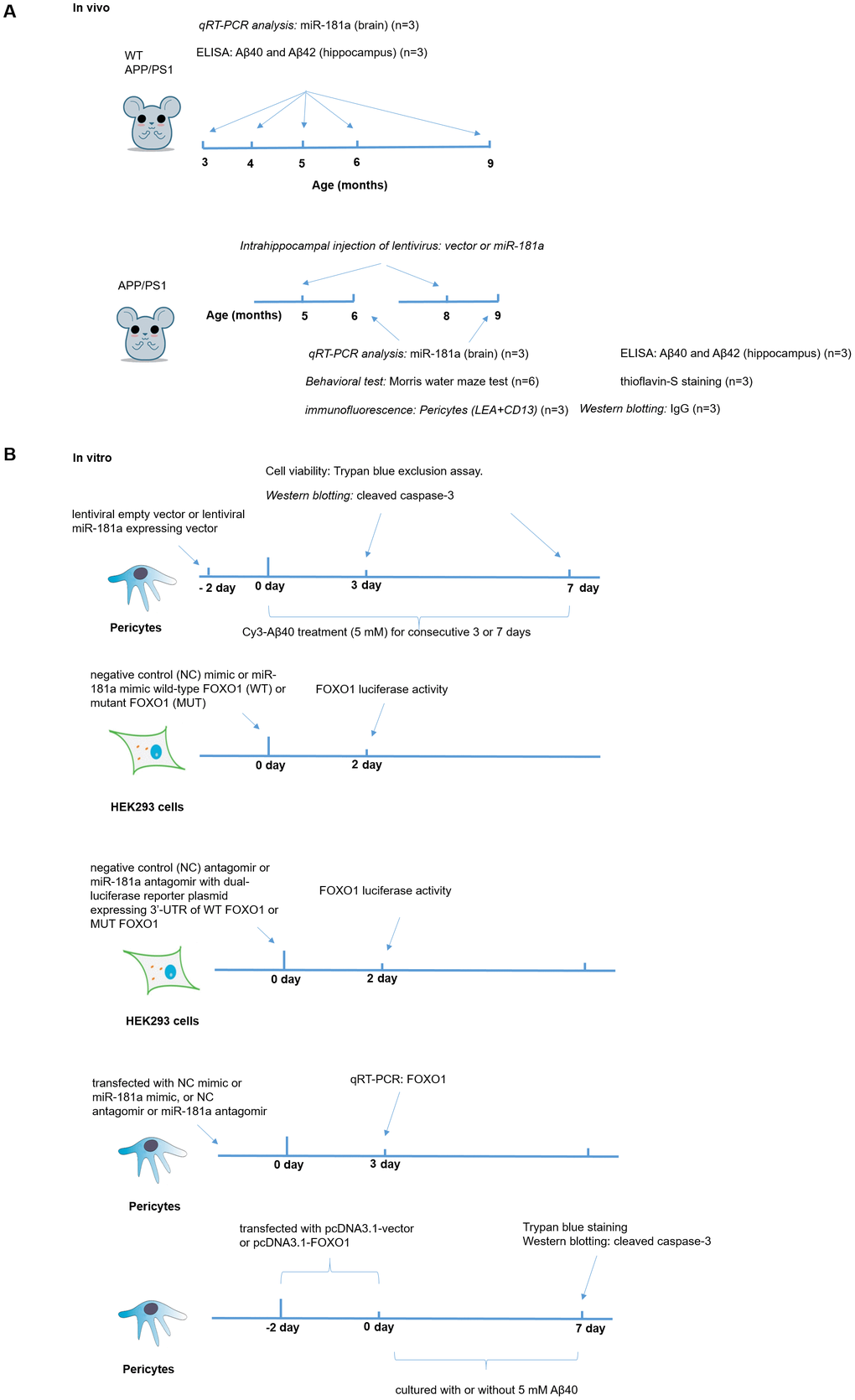 The experimental procedures in vivo and in vitro. (A) The experimental procedures in vivo, which included ELISA, qRT-PCR, Measurement of Aβ40 and Aβ42, Intrahippocampal injection of lentivirus, immunofluorescence and Behavioral test. (B) The experimental procedures in vitro, which included Culture and treatment of murine brain pericytes and Western blotting.