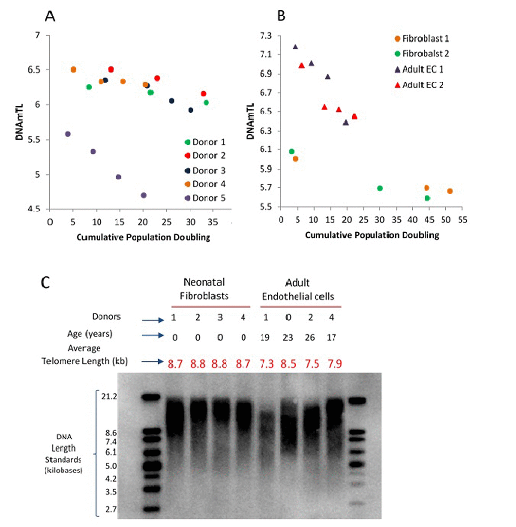 Application of DNAmTL on in vitro keratinocytes, neonatal fibroblasts and adult coronary artery endothelial cells. Panel (A) depicts decreasing DNAmTL values of keratinocytes from five heathy donors as a function of cumulative population doubling (y-axis, in units in kilobase). Panel (B) show that DNAmTL values of neonatal fibroblasts are smaller than those of adult coronary artery endothelial cells (EC). Both cell types exhibit decreasing DNAmTL in function of cumulative population doubling (x-axis). Panel (C) is the average telomere length measurement of neonatal fibroblasts and adult endothelial cells, which revealed that the telomeres of the former are longer than those of the latter.