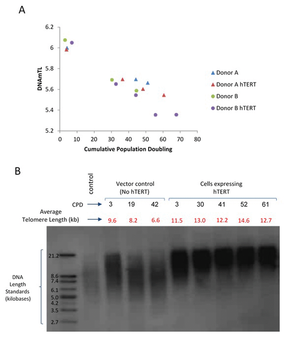 Application of DNAmTL on hTERT-transduced primary human fibroblasts. Panel (A) DNAmTL of primary neonatal fibroblasts without (Donor A and B) or with hTERT (Donor A hTERT and Donor B hTERT) transduction demonstrated linear and continued decrease in value regardless of hTERT status. This contrasts with average telomere length measurement by TRF southern blotting (Panel B), which revealed substantial increase in telomere length of primary neonatal fibroblasts that were transduced with hTERT-expression vector.