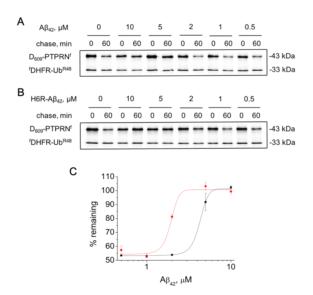 Effect of different concentrations of amyloid peptides on the proteolytic activity of the Arg/N-end rule pathway. Degradation of 35S-methionine labeled Asp609-PTPRNf in the presence of Aβ42 (A) or H6R-Aβ42 (B) was assayed as described in the legend to Figure 1B. (C) – quantification of (A) and (B) at 60 min chase (Aβ42 – black squares, H6R-Aβ42 – red circles). Each value is the mean expressed as a percentage of the level of Asp609-PTPRNf at 0 min chase ± SD of at least three independent experiments.